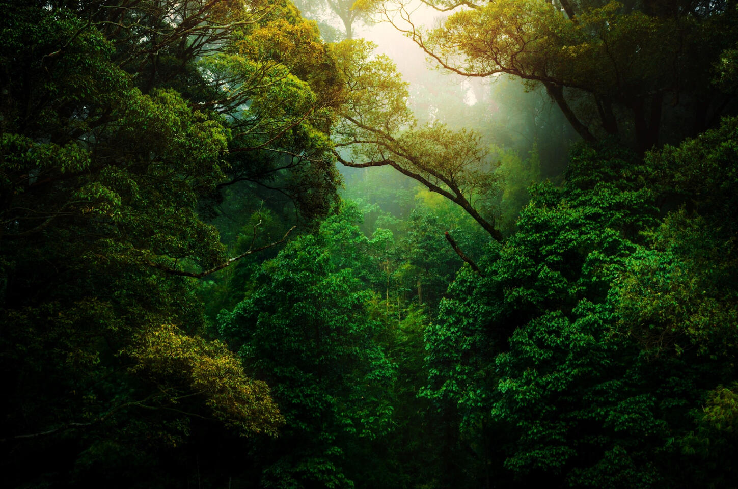 Forest Landscape